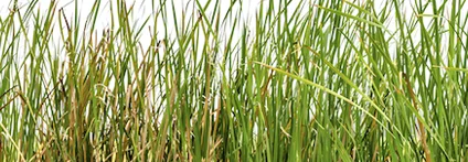 Hohes grünes Gras vor weißem Hintergrund